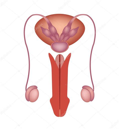 Male Reproductive System Vector Icon Stock Vector Image By