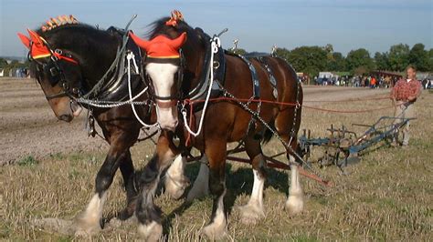 What Is The Largest Breed Of Horse? - Online Field Guide