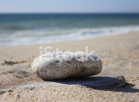 Stone On The Beach Stock Photo Royalty Free Freeimages