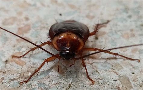 Tips And Tricks To Help Combat Cockroach Infestations In Aubrey