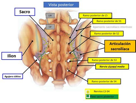 Plexo De Los Nervios Espinales