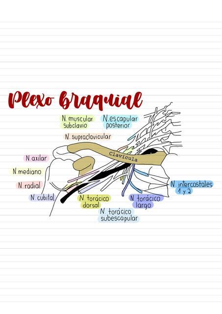 Plexo Braquial Alexandra Alban Caro UDocz