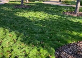 Zoysia Tenuifolia No Mow Lawn Very Popular Plant Tiles Australia