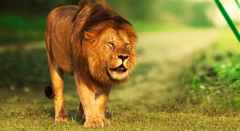 Average Lion Life Span The Lifespan Of Lions In A Particular Zoo Are