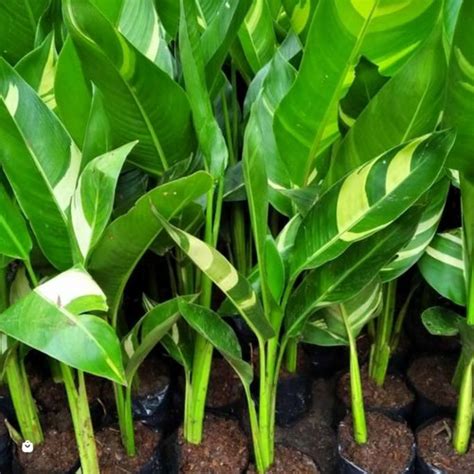 Jual Tanaman Hias Pisang Pisangan Variegata Pohon Pisang Heliconia