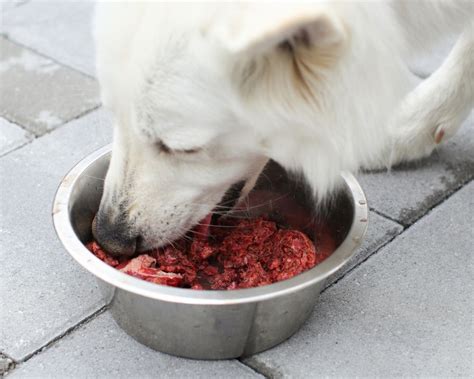 Los Perros Pueden Comer Carne