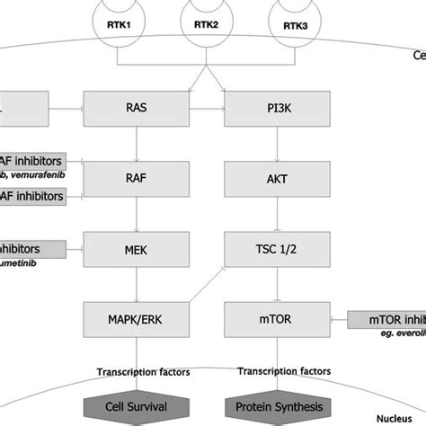 Schematic of the RAS/MAPK/ERK pathway with actionable targets ... 