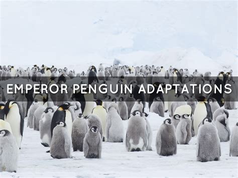 Penguin Adaptations by Kyle Evans