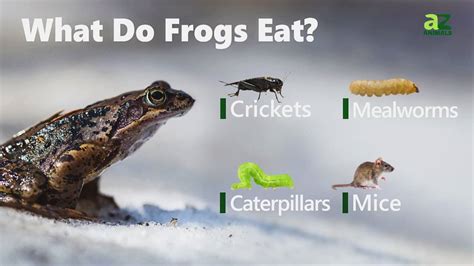 Frog Predators: What Eats Frogs? - A-Z Animals