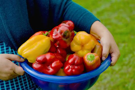 How To Store Bell Peppers Top Food Storage Reviews