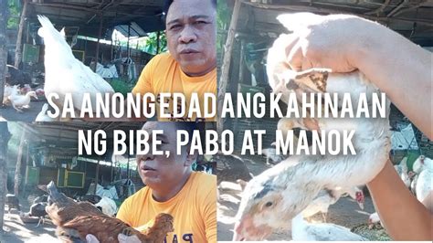 Anong Edad Mahina Ang Bibe Pabo At Manok Kabackyard YouTube