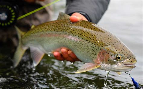 Fly Fishing In Alaska Fishing Lodge Experience No See Um Lodge