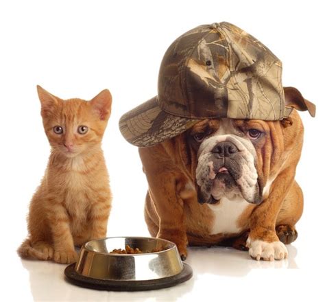 chiens et chats