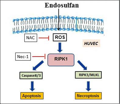 The Schematic Diagram Of Apoptosis And Necroptosis Induced By