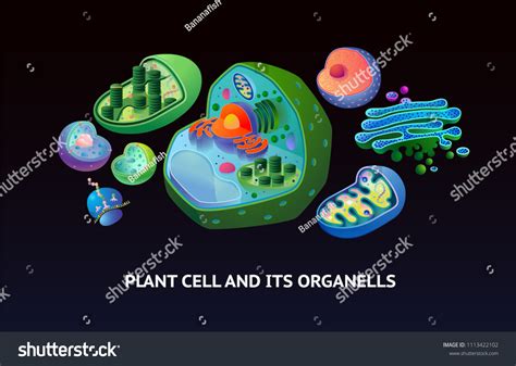 Plant Cell Organelles Educational Poster Includes Stock Vector Royalty