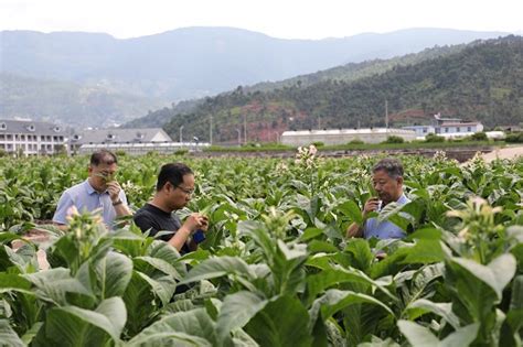 烟草所参与承办全国烟叶高质量发展现场会中国农业科学院烟草研究所