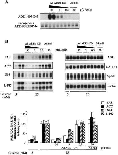 Effect Of A Dominant Negative Form Of ADD1 SREBP 1c On Glycolytic And