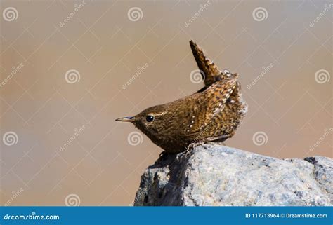 Wren Birds Beautiful Insectivorous Migration Coffee Color Songbirds ...