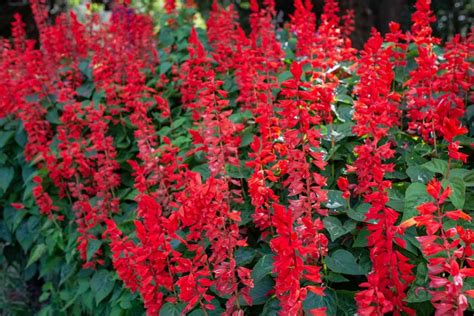 Deadheading Salvia Sage A Complete Guide The Arches