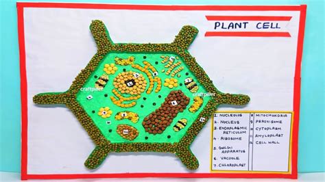 Plant Cell Model Making 3d Diy Simple And Easy For Science Project