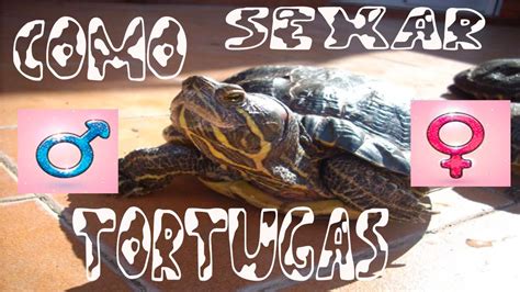 Como Sexar Tortugas De Agua Distingue Hembras De Machos De Diferentes Maneras Youtube