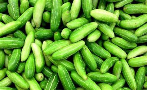 Everything About Growing Ivy Gourd Perennial Cucumber Vegetable