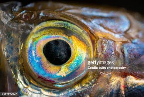 Real Fish Photos And Premium High Res Pictures Getty Images