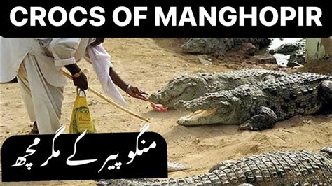 Unveiling The Enigmatic Crocodiles Of Manghopir Karachi Youtube