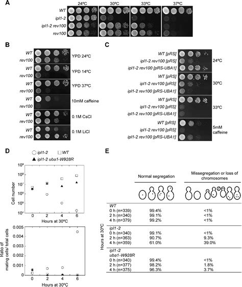 Figure From New Ubiquitin Dependent Mechanisms Regulating The Aurora