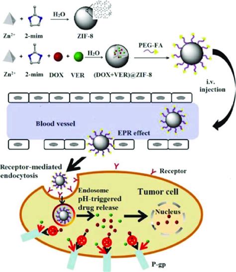 23 Schematic Illustration Of Ph Responsive Zif 8 As Drug Delivery Download Scientific Diagram