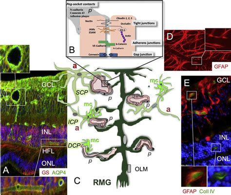 Cellular And Molecular Components Of The Inner Blood Retinal Barrier