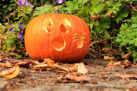 Hand Carved Pumpkins Stock Image Image Of Spooky Laid 260141133