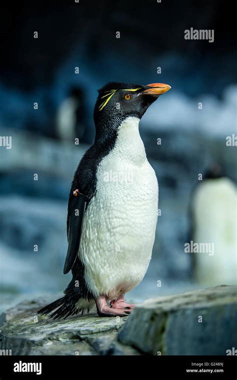Penguins In Zoo Stock Photo Alamy