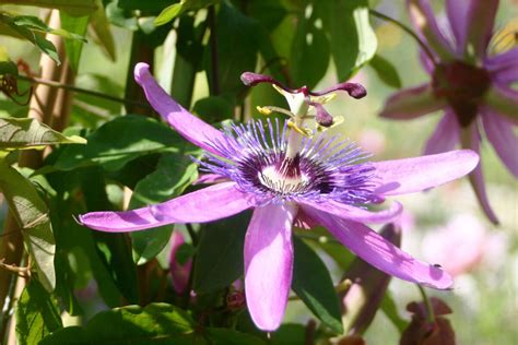 Flor do maracujá como plantar como cuidar características e muito mais