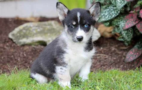 Husky Corgi | PETSIDI