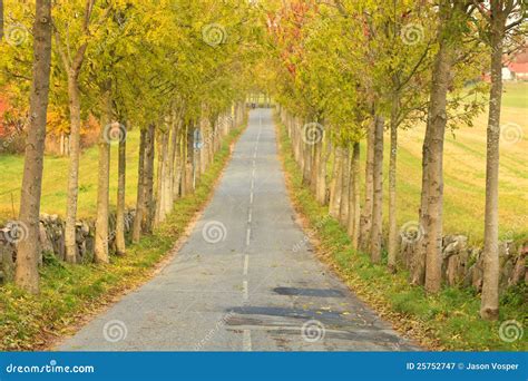 Tree Lined Road Stock Image Image Of Environment Leaf 25752747