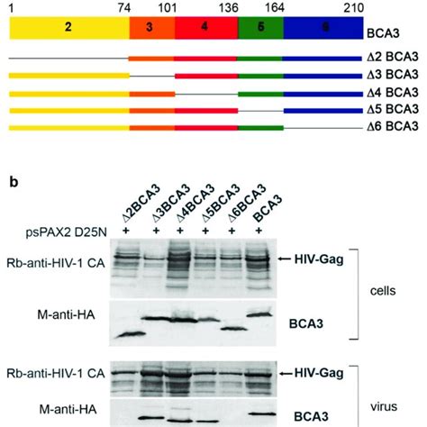 Analysis Of BCA3 Truncated Forms A Schematic Representation Of BCA3