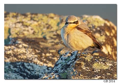 NORTHERN WHEATEAR