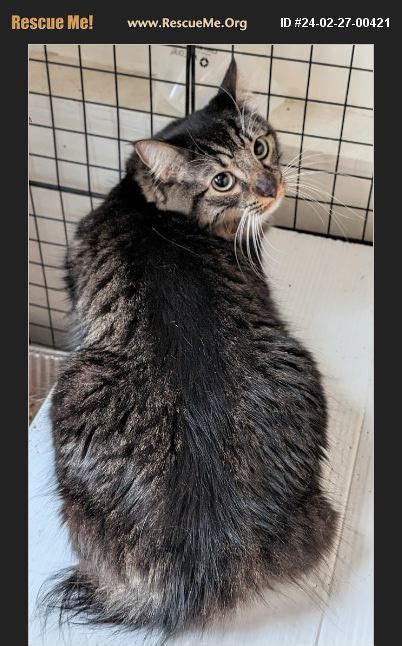 Adopt 24022700421 ~ Maine Coon Rescue ~ San Bernardino Ca