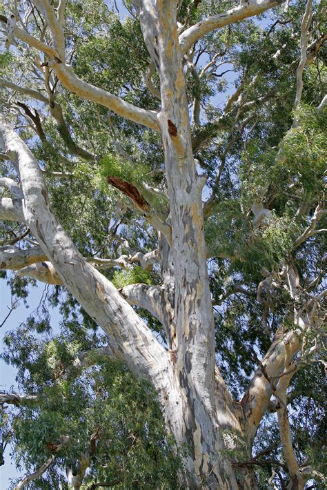 Eucalyptus camaldulensis - Wikipedia, la enciclopedia libre