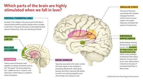 What Happens In Your Brain When Youre In Love