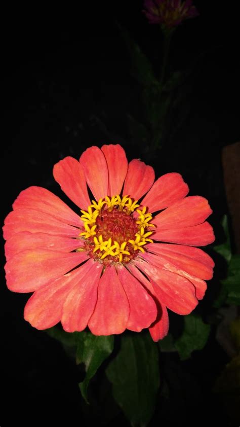 Pin by Pepalucas on Fondos | Plants, Garden