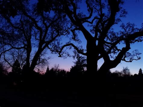 Premium Photo | Silhouette trees against sky