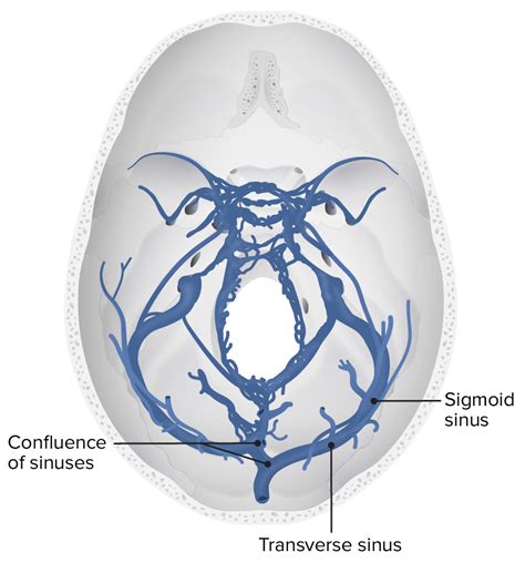 Sistema Cerebrovascular Anatomía Concise Medical Knowledge