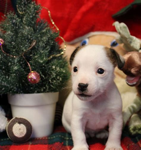 Chiot Elevage Du Normont Eleveur De Chiens Jack Russell Terrier