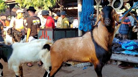 Jrabang Super Harga Murah Pasar Kambing Purwantoro Youtube