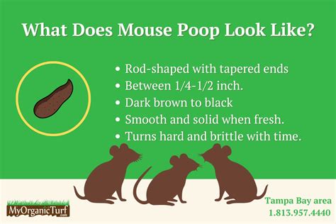 What Does Mouse Poop Look Like [PICTURES]