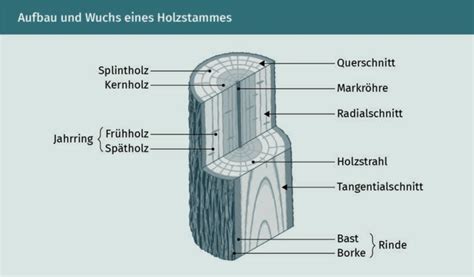 Holz Und Holzwerkstoffe Repetico