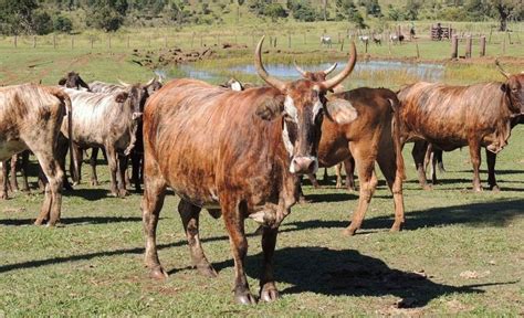 Cattle Breeds Originating In Brazil Native