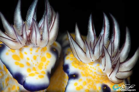 Nudibranchs - Underwater Photography Guide